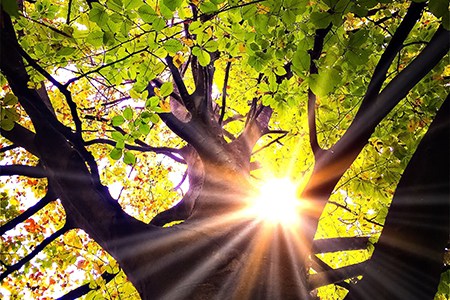 Développement durable