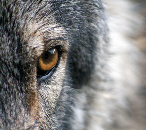 Des gens, des contes de fées et du mysticisme